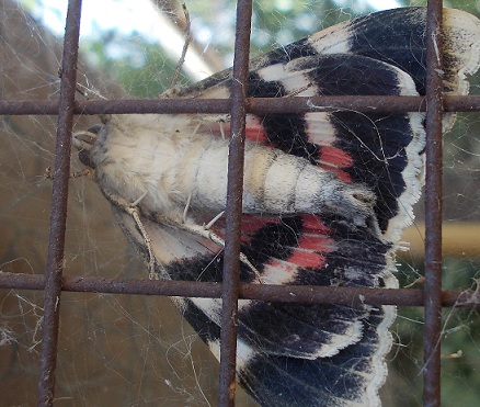 Catocala, quale ? forse C. elocata ?